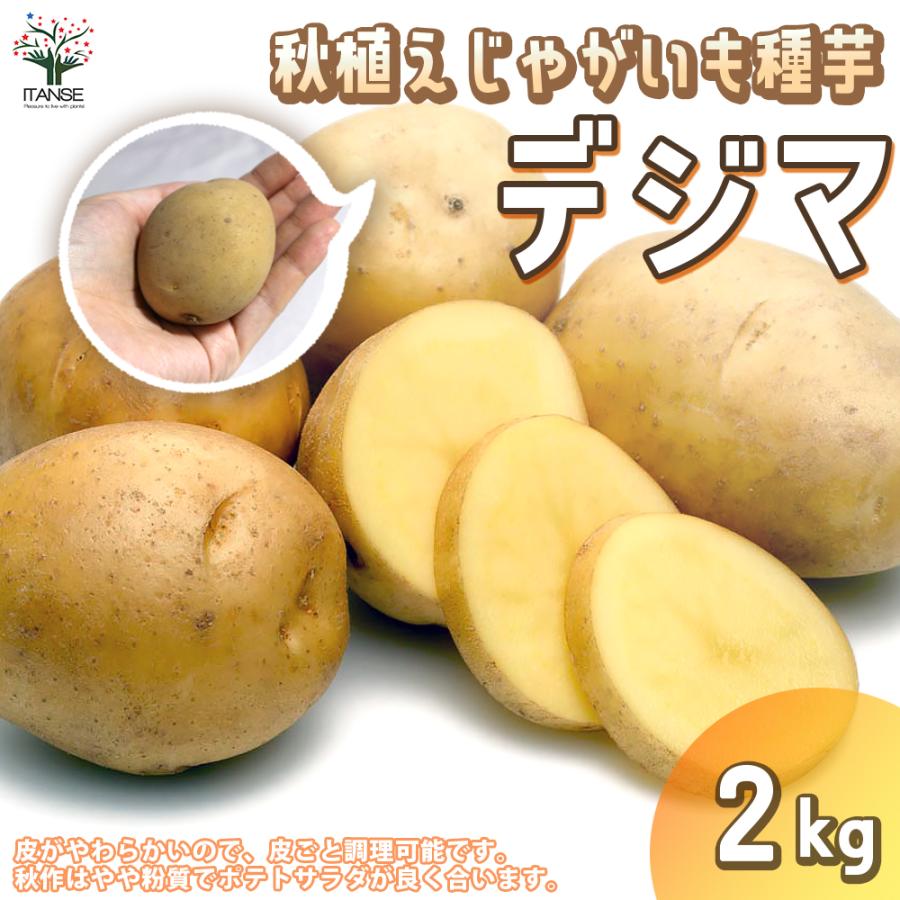 正規販売店 秋植えじゃがいもの種芋 品種 デジマ 2kg 充填時 野菜の苗 1個売り 送料無料 Microsoftwaypoint Com