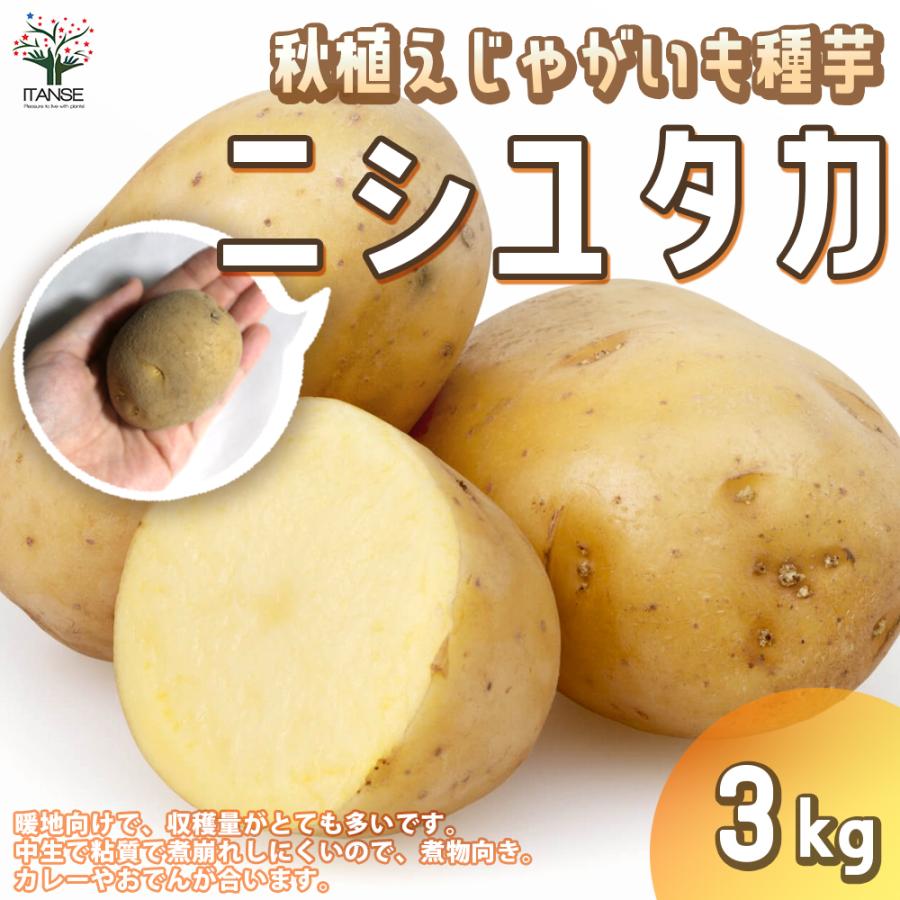 秋植えじゃがいもの種芋 品種 ニシユタカ 3kg 充填時 野菜の苗 1個売り 送料無料 Ken 野菜苗 植物 青果物販売のitanse 通販 Yahoo ショッピング