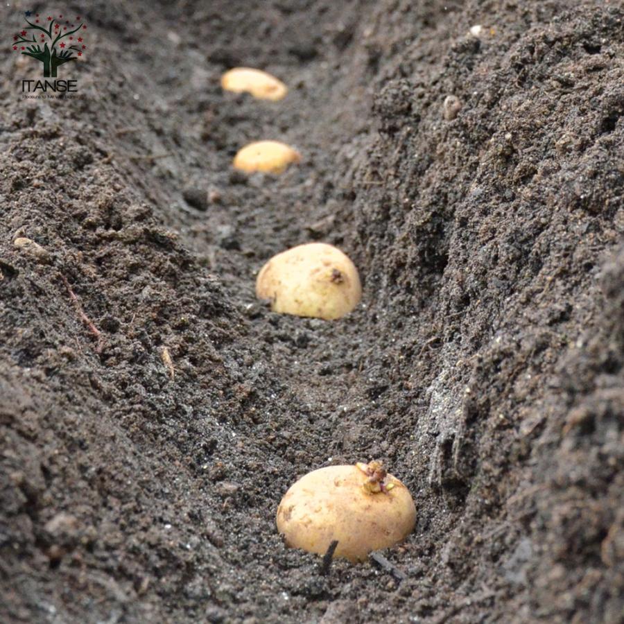 ITANSE 秋植えじゃがいもの種芋 品種：ニシユタカ 3kg(充填時) じゃが芋の種芋 秋植え馬鈴薯 ばれいしょ 送料無料 イタンセ公式