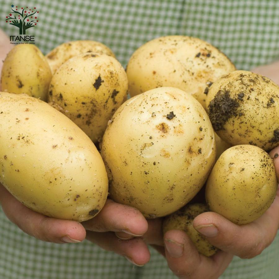 ITANSE 秋植えじゃがいもの種芋 品種：ニシユタカ 3kg(充填時
