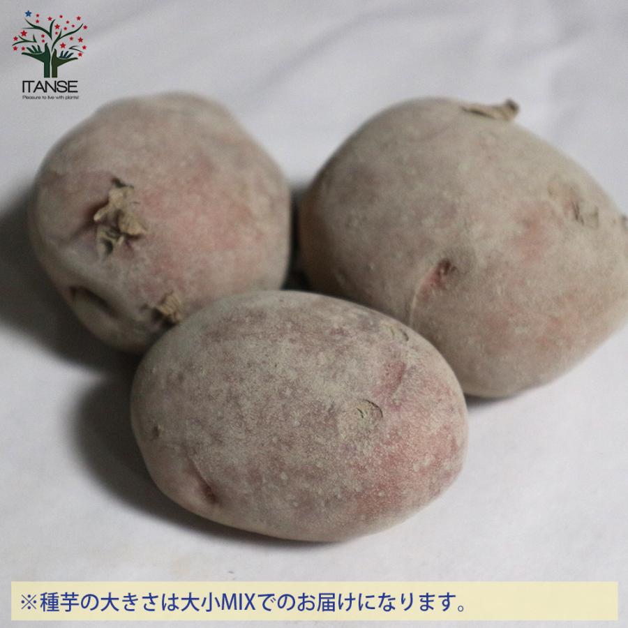 秋植えじゃがいもの種芋 品種 アンデスレッド 1kg 充填時 じゃが芋の種芋 秋植え馬鈴薯 ばれいしょ 送料無料 Ken 野菜苗 植物 青果物販売のitanse 通販 Yahoo ショッピング