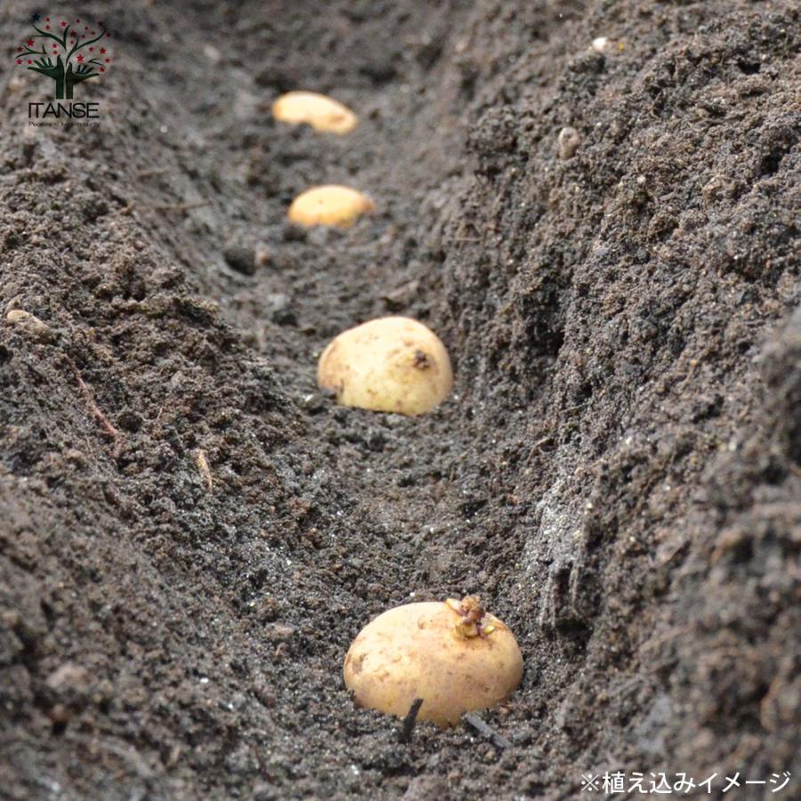 ※1箱限定 自然農 アンデスレッド種芋 約8.5kg デジマおまけ付 ITANSE 秋植えじゃがいもの種芋 品種：アンデスレッド 5kg(充填時