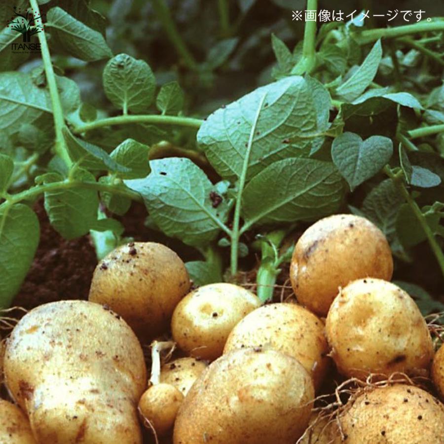 じゃがいもの種芋 品種 キタアカリ 種ばれいしょ 野菜種芋 2kg 充填時 鉢植え ベランダ菜園 送料無料 Ken 野菜苗 植物 青果物販売のitanse 通販 Yahoo ショッピング