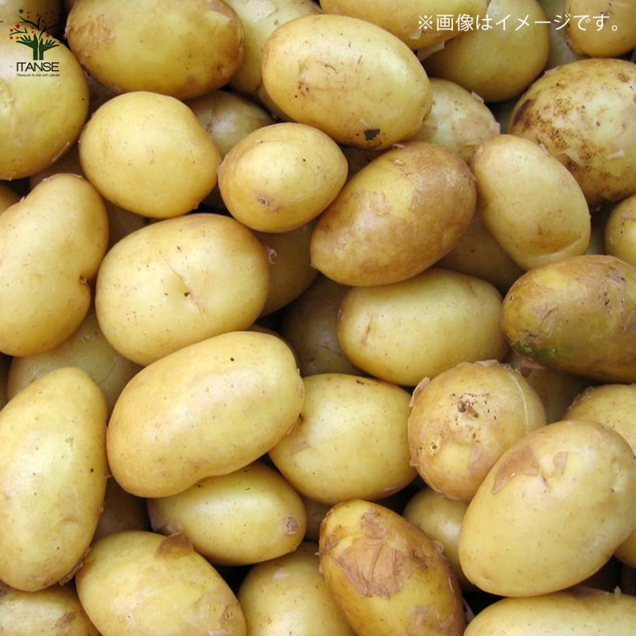 じゃがいもの種芋 品種 キタアカリ 種ばれいしょ 野菜種芋 2kg 充填時 鉢植え ベランダ菜園 送料無料 Ken 野菜苗 植物 青果物販売のitanse 通販 Yahoo ショッピング