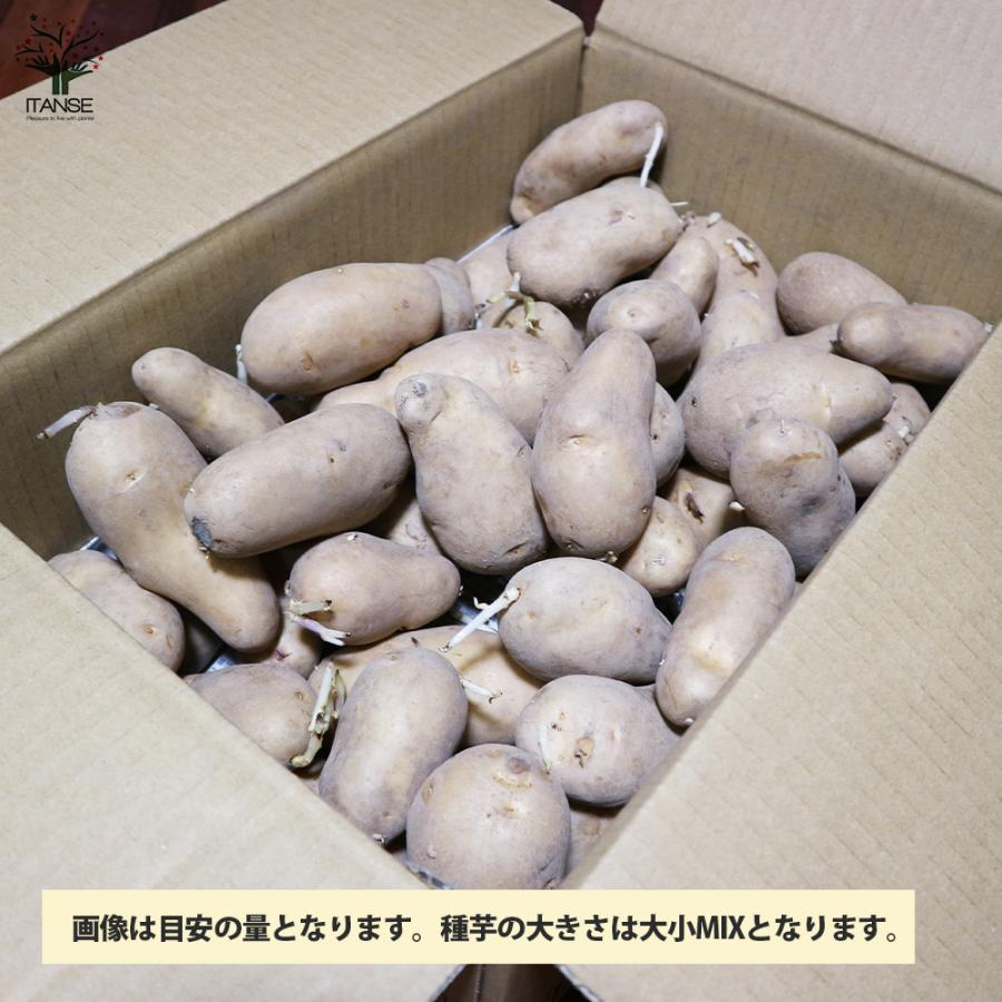 ITANSE じゃがいもの種芋 品種:メークイン 種ばれいしょ 野菜種芋 15kg(充填時) 鉢植え ベランダ菜園 馬鈴薯種芋 送料無料 イタンセ公式｜itanse｜03