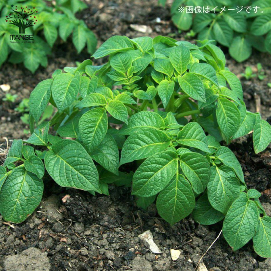 ITANSE じゃがいもの種芋 品種:メークイン 種ばれいしょ 野菜種芋 20kg(充填時) 鉢植え ベランダ菜園 馬鈴薯種芋 送料無料 イタンセ公式｜itanse｜07