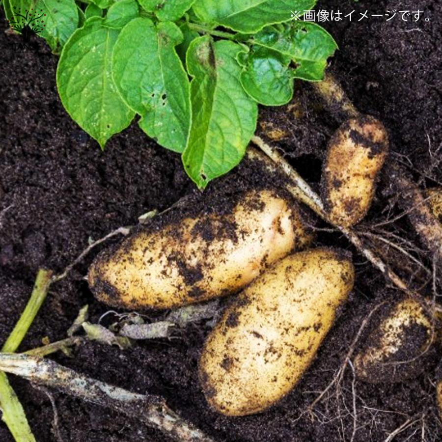 ITANSE じゃがいもの種芋 品種:メークイン 種ばれいしょ 野菜種芋 20kg(充填時) 鉢植え ベランダ菜園 馬鈴薯種芋 送料無料 イタンセ公式｜itanse｜08