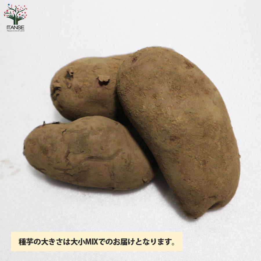 4円 予約販売 本 秋植えじゃがいもの種芋 品種 さんじゅう丸 1kg 充填