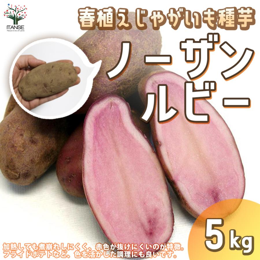 激安 新作 じゃがいもの種芋 品種 ノーザンルビー 野菜種芋 5kg 充填時 鉢植え ベランダ菜園 送料無料