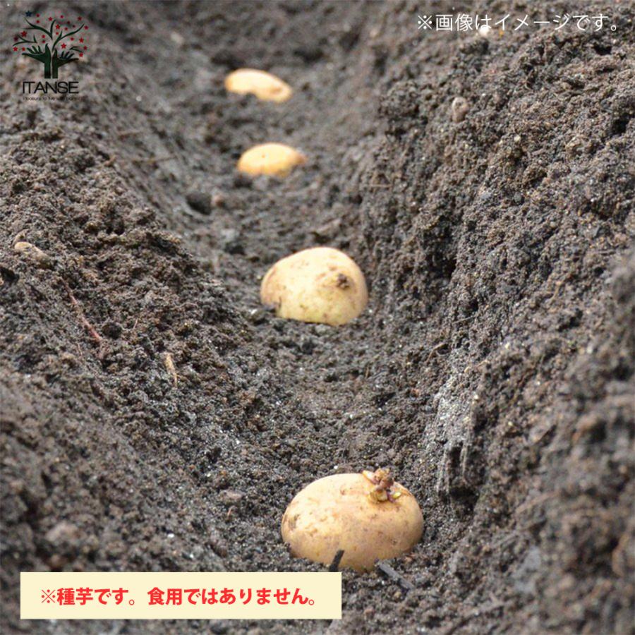 じゃがいもの種芋 品種 ノーザンルビー 野菜種芋 kg 充填時 鉢植え ベランダ菜園 送料無料 Ken 野菜苗 植物 青果物販売のitanse 通販 Yahoo ショッピング