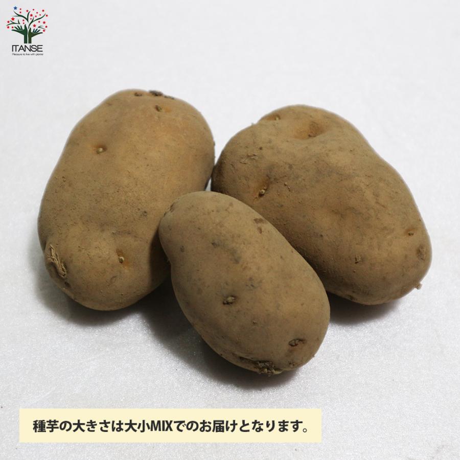 ITANSE じゃがいもの種芋 品種:インカのめざめ 野菜種芋 1kg(充填時
