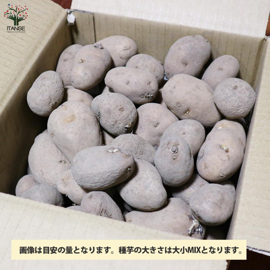 ITANSE じゃがいもの種芋 品種:インカのめざめ 野菜種芋 1kg(充填時