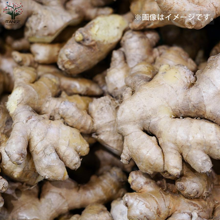 ITANSE 種生姜 品種：三州(さんしゅう) 野菜の苗 5kg(充填時) 1