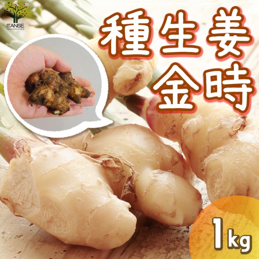 ITANSE 種生姜 品種：金時(きんとき) 野菜の苗 1kg(充填時) 1個売り