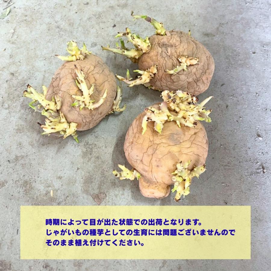 ITANSE 秋植えじゃがいもの種芋 品種：デジマ 10kg(充填時) 野菜の苗