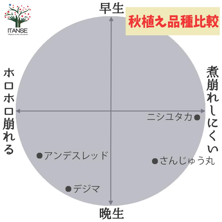 ITANSE 秋植えじゃがいもの種芋 品種：ニシユタカ 20kg(充填時) 野菜の