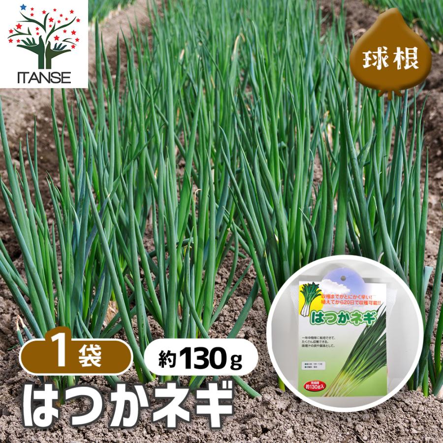 はつかねぎ 野菜の苗 充填時130g /1個売り ネギ 青ネギ ねぎ 葱 ネギ