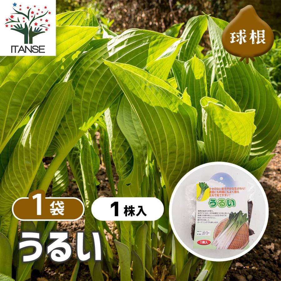 野菜球根 うるい 野菜の苗 1株/1個売り 野菜 国産 種球 種球根 球根 きゅうこん おいしい 料理 新鮮 農場 趣味 園芸（Yahoo!・野菜苗・植物・青果物販売のITANSE）