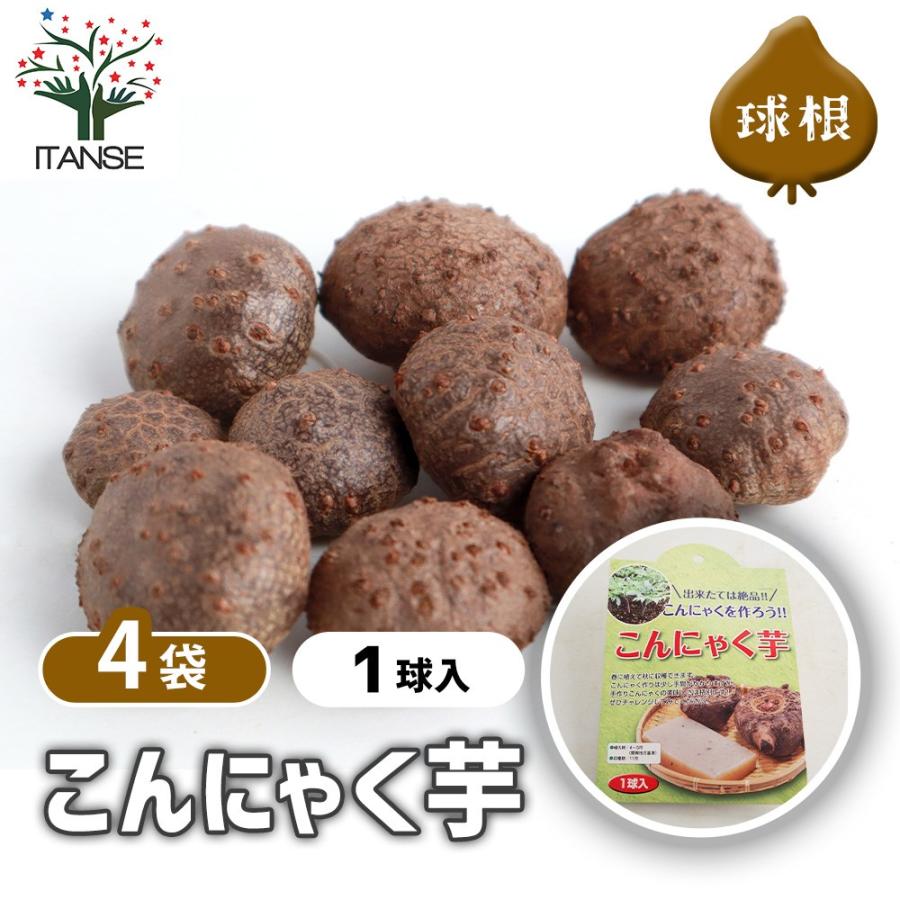 発芽中の野菜球根4個 野菜球根 こんにゃく芋 野菜の苗 1球/お買い得4個セット 野菜 国産 種