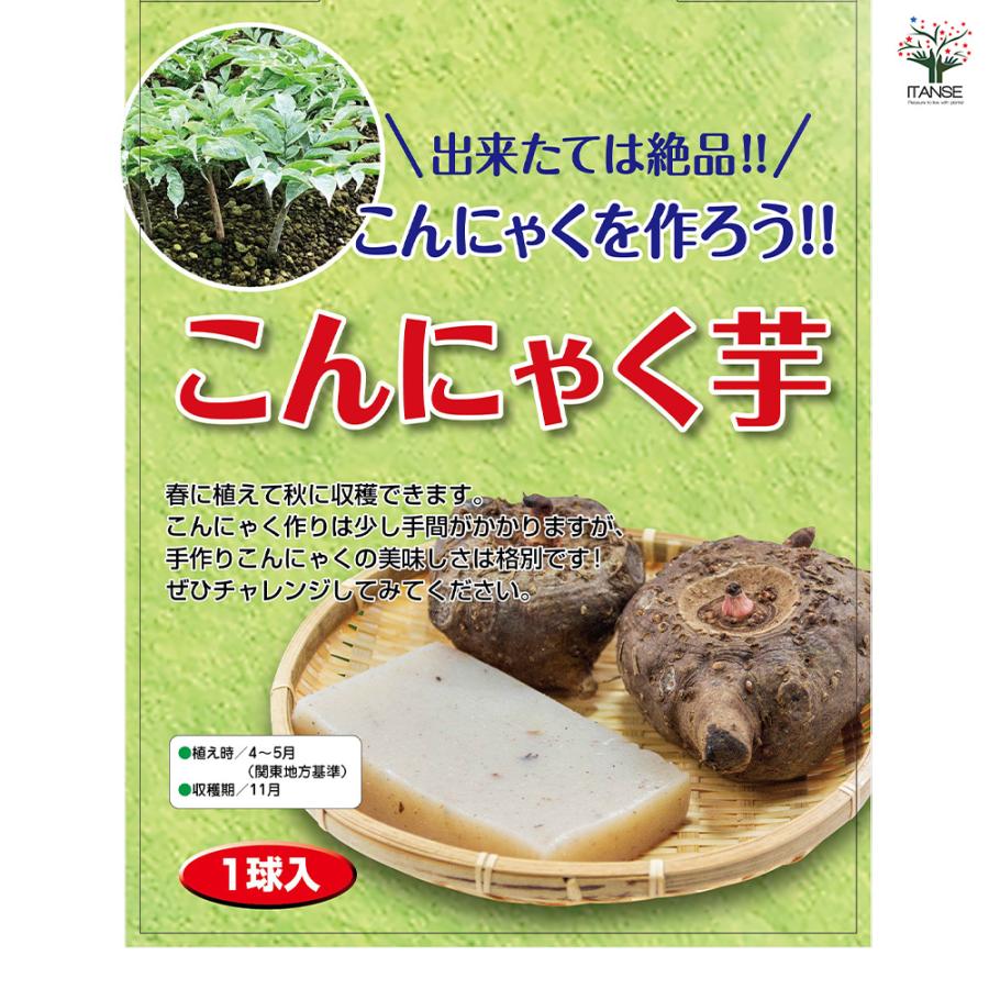 発芽中の野菜球根4個 野菜球根 こんにゃく芋 野菜の苗 1球/お買い得4個セット 野菜 国産 種