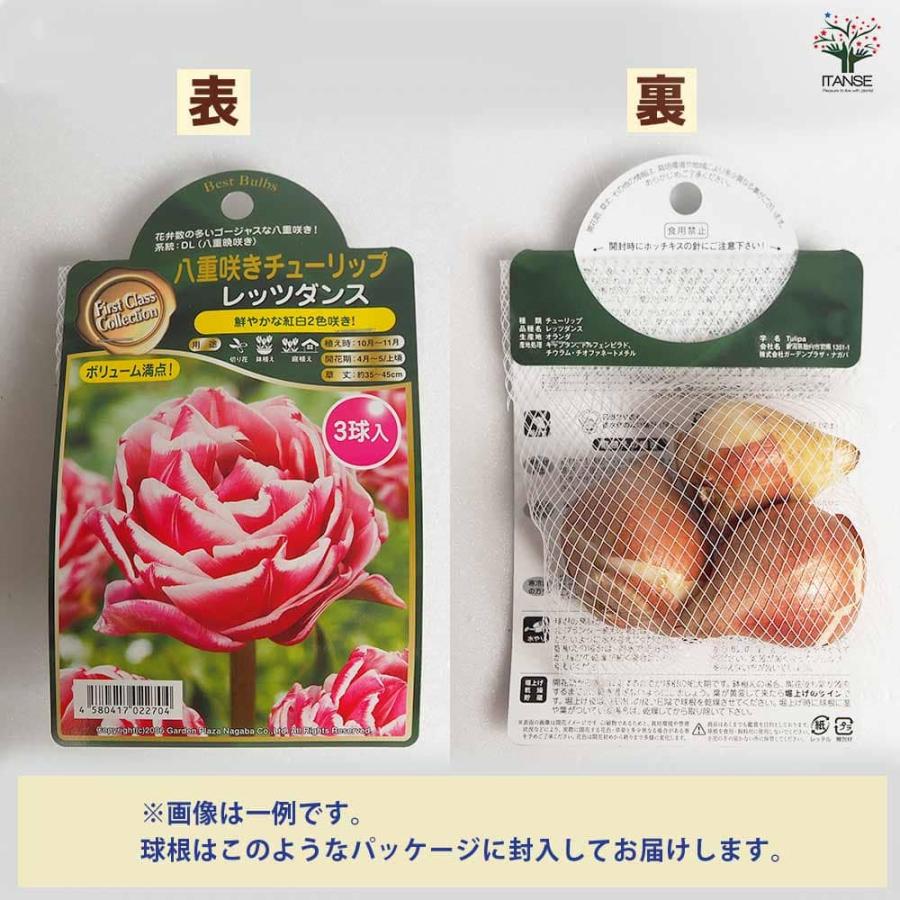 ITANSE 花球根 チューリップ フォックストロント お買い得4球 ITANSE 花球根 チューリップ フォックストロント お買い得4球