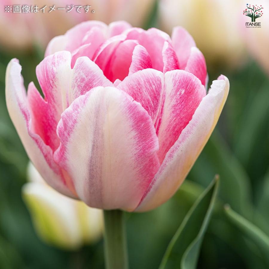 ITANSE 花球根 チューリップ フォックストロント お買い得4球 ITANSE 花球根 チューリップ フォックストロント お買い得4球