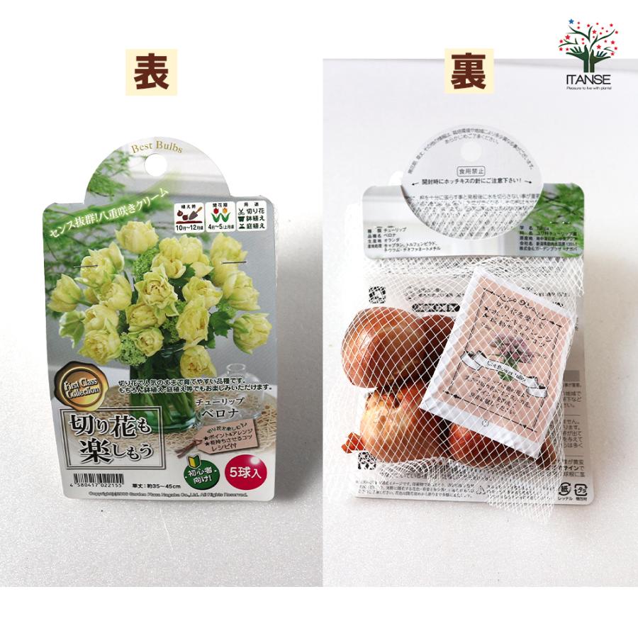 花球根 チューリップ ベロナ お買い得5球セット 球根 花の球根 鉢植え ガーデニング 送料無料 Kyu 野菜苗 植物 青果物販売のitanse 通販 Yahoo ショッピング