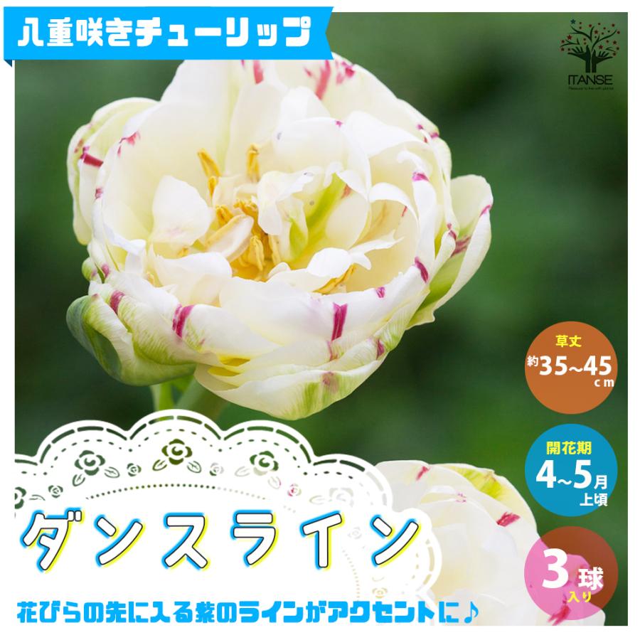 花球根 八重咲チューリップ ダンスライン お買い得3球セット 球根 花の球根 鉢植え ガーデニング 送料無料 Kyu 野菜苗 植物 青果物販売のitanse 通販 Yahoo ショッピング