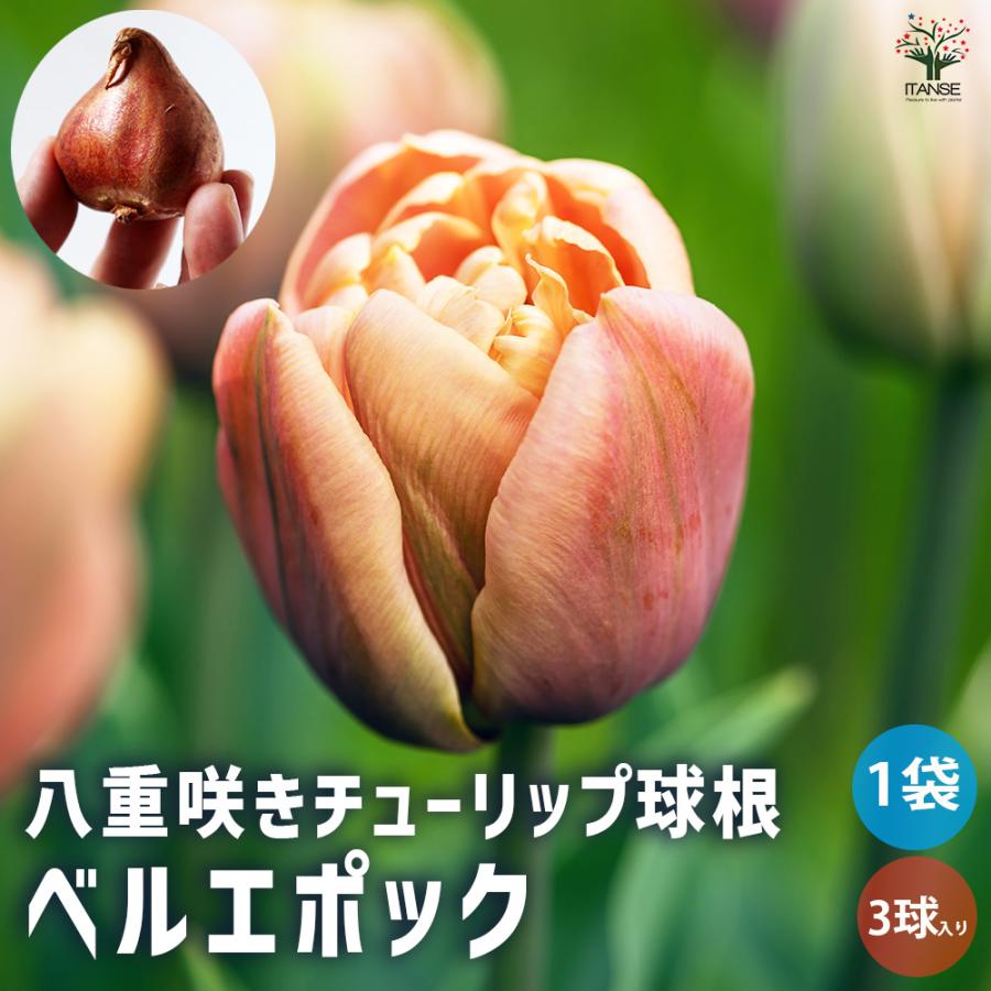 花球根 八重咲チューリップ ラ ベルエポック お買い得3球セット 球根 花の球根 鉢植え ガーデニング 送料無料 Kyu 野菜苗 植物 青果物販売のitanse 通販 Yahoo ショッピング