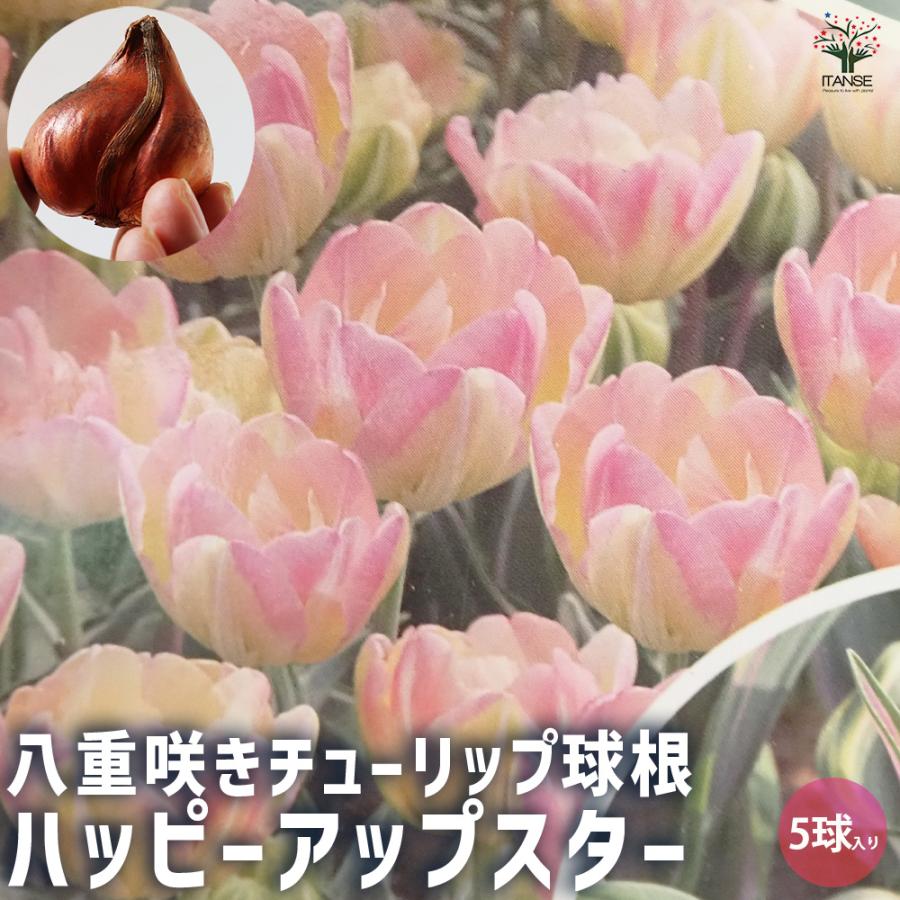 花球根 八重咲チューリップ 斑入り葉 ハッピーアップスター お買い得5球セット 球根 花の球根 鉢植え ガーデニング 送料無料 Kyu 野菜苗 植物 青果物販売のitanse 通販 Yahoo ショッピング