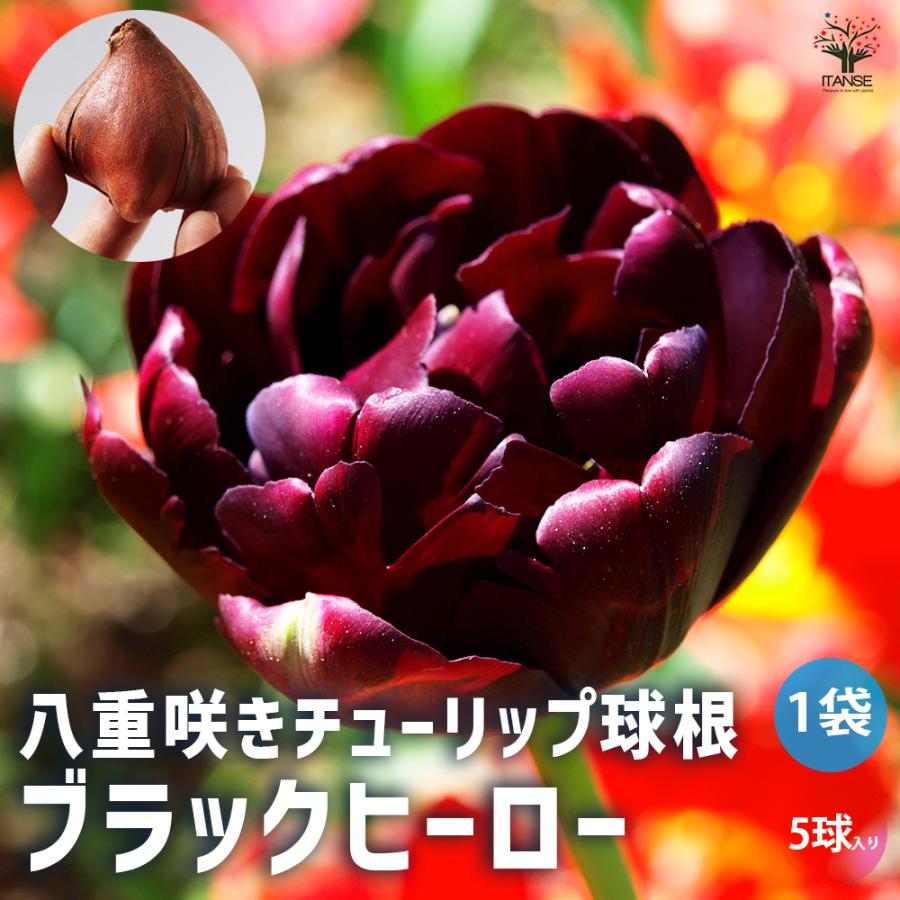花球根 八重咲チューリップ ブラックヒーロー お買い得5球セット 球根 花の球根 鉢植え ガーデニング 送料無料 Kyu 野菜苗 植物 青果物販売のitanse 通販 Yahoo ショッピング