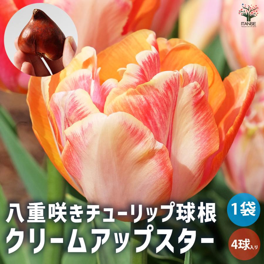 クリームアップスター 八重咲チューリップ 花球根 お買い得5球セット 球根 花の球根 鉢植え ガーデニング 送料無料 Kyu 野菜苗 植物 青果物販売のitanse 通販 Yahoo ショッピング