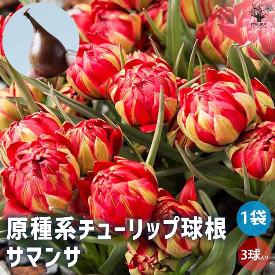 花球根 原種系チューリップ サマンサ お買い得4球セット 球根 花の球根 鉢植え ガーデニング 送料無料 Kyu 野菜苗 植物 青果物販売のitanse 通販 Yahoo ショッピング