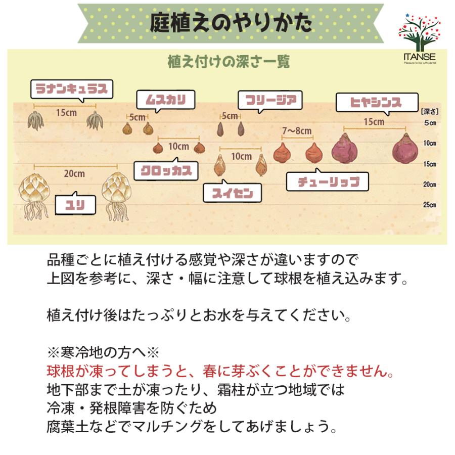 花球根 原種系チューリップ サマンサ お買い得3球セット 球根 花の球根 鉢植え ガーデニング 送料無料 Kyu 野菜苗 植物 青果物販売のitanse 通販 Yahoo ショッピング