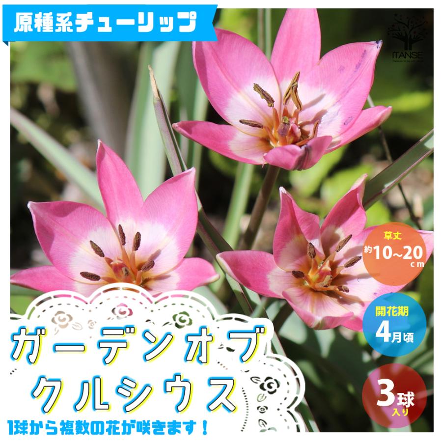 花球根 原種系チューリップ ガーデンオブcクルシウス お買い得3球セット 球根 花の球根 鉢植え ガーデニング 送料無料 Kyu000 野菜苗 植物 青果物販売のitanse 通販 Yahoo ショッピング
