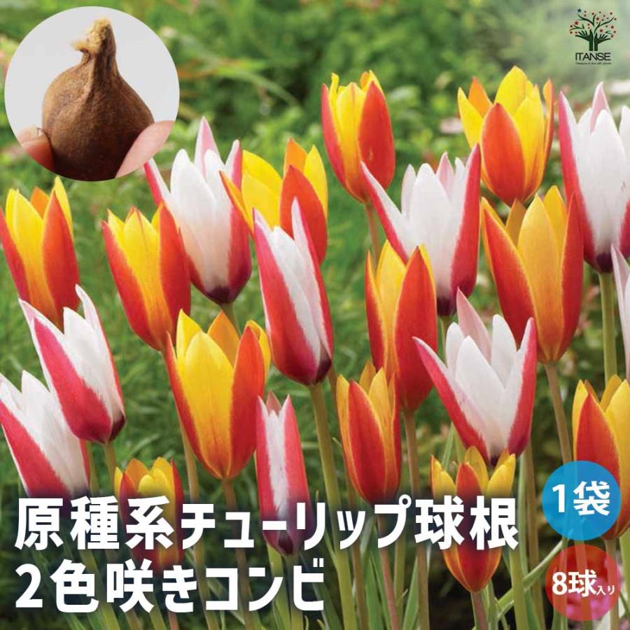 花球根 原種系チューリップ 2色咲きコンビ 原種クルシアナ系2種混合 お買い得8球セット 球根 花の球根 鉢植え ガーデニング 送料無料 Kyu 野菜苗 植物 青果物販売のitanse 通販 Yahoo ショッピング