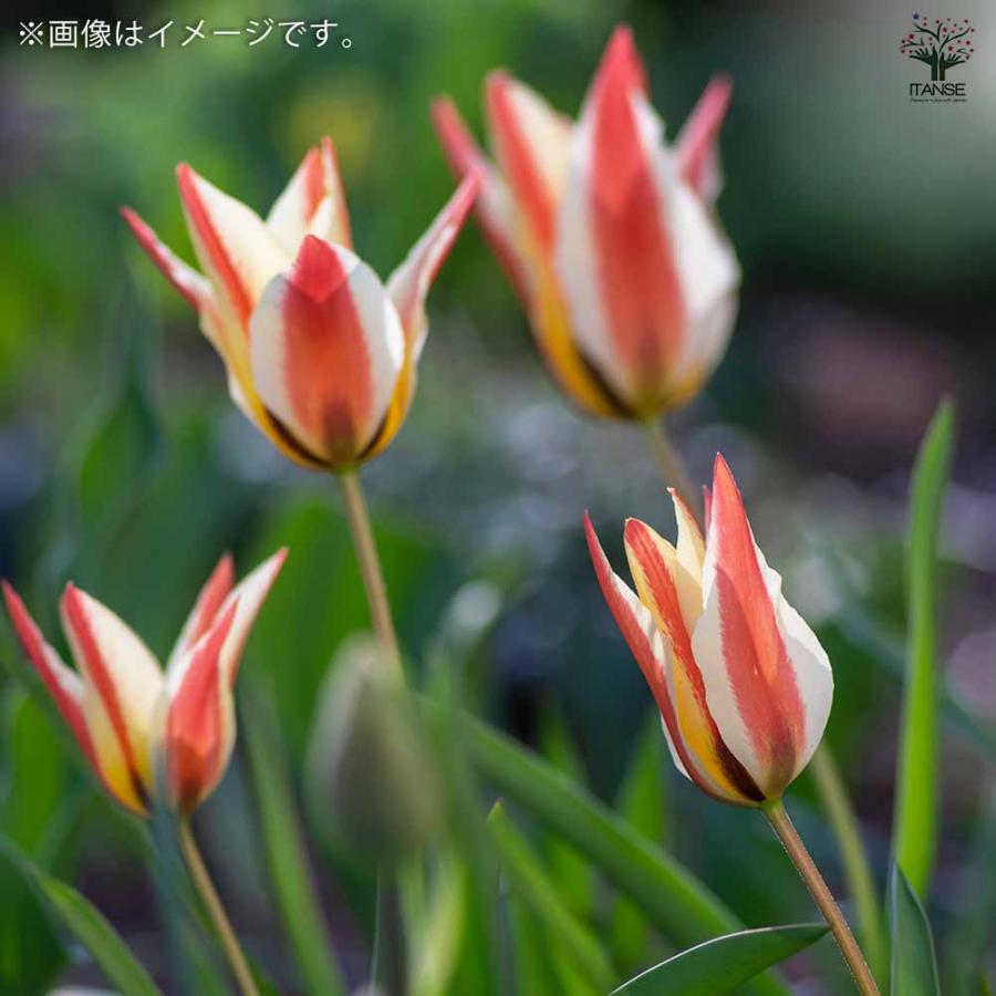 球根 原種系チューリップ 二色咲きコンビ 原種クルシアナ系2種混合 花