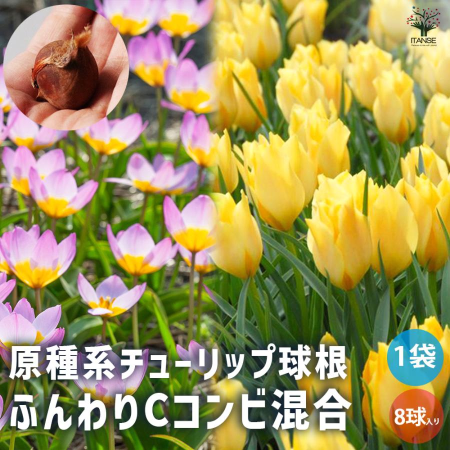 花球根 原種系チューリップ ふんわりカラーコンビ2種混合 お買い得8球セット 球根 花の球根 鉢植え ガーデニング 送料無料 Kyu 野菜苗 植物 青果物販売のitanse 通販 Yahoo ショッピング