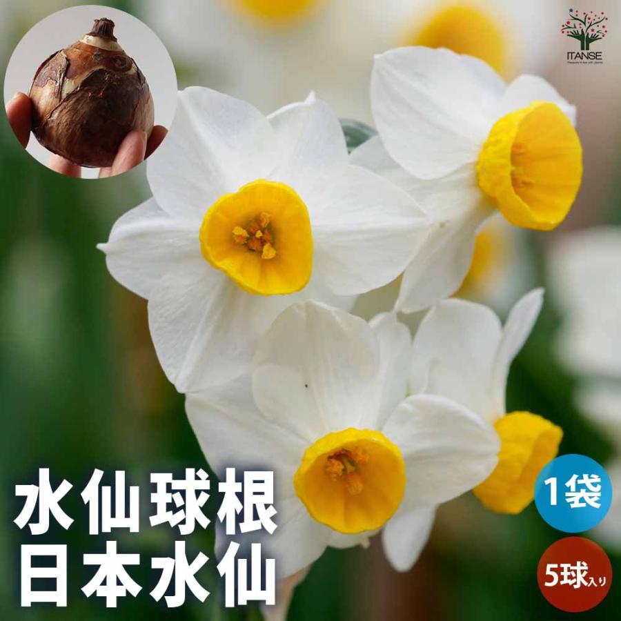 花球根 水仙 早咲き香り水仙 日本水仙 お買い得5球セット 球根 花の球根 鉢植え ガーデニング 送料無料 Kyu 野菜苗 植物 青果物販売のitanse 通販 Yahoo ショッピング