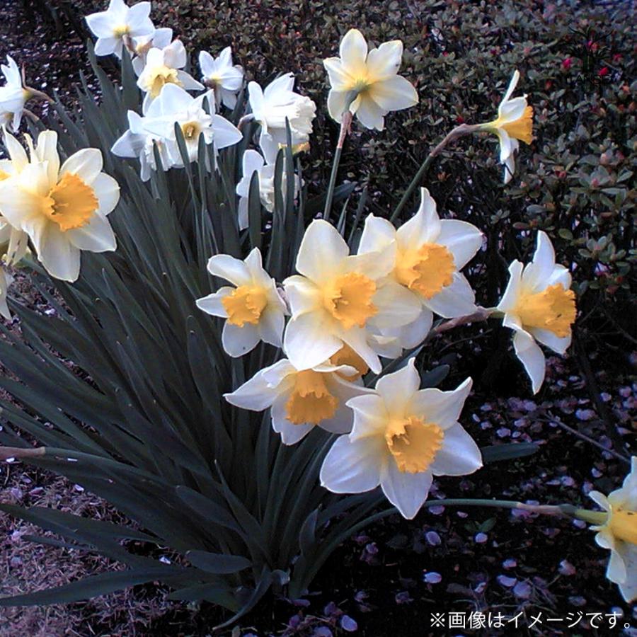 花球根 水仙 早咲き香り水仙 日本水仙 お買い得5球セット 球根 花の球根 鉢植え ガーデニング 送料無料 Kyu 野菜苗 植物 青果物販売のitanse 通販 Yahoo ショッピング