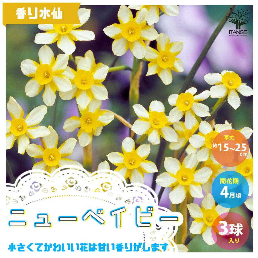 花球根 水仙 ちっちゃな香り水仙ニューベイビー お買い得3球セット 球根 花の球根 鉢植え ガーデニング 送料無料 Kyu 野菜苗 植物 青果物販売のitanse 通販 Yahoo ショッピング