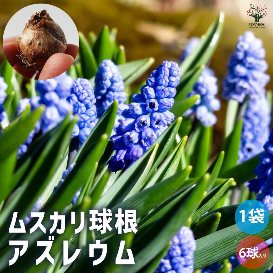 6月発送ご希望 ムスカリ球根 ITANSE 花球根 ムスカリ アズレウム お買い得6球セット 球根 花