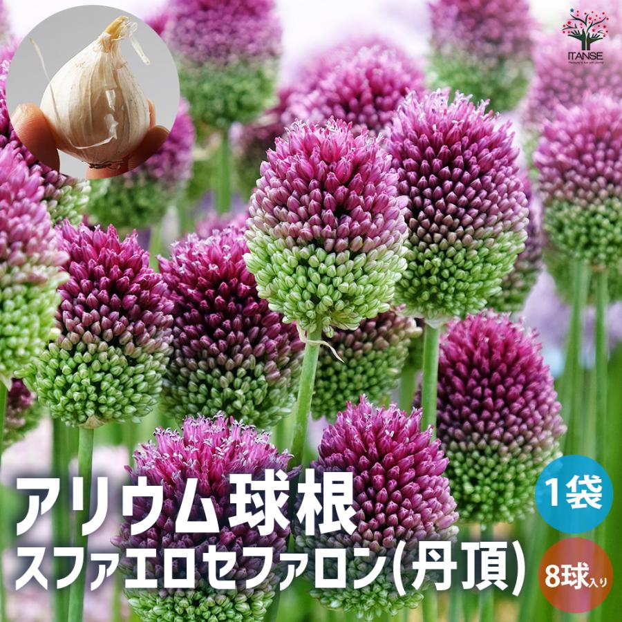 アリウム スファエロセファロン 丹頂 花球根 お買い得10球セット 球根 花の球根 鉢植え ガーデニング 送料無料 Kyu 野菜苗 植物 青果物販売のitanse 通販 Yahoo ショッピング