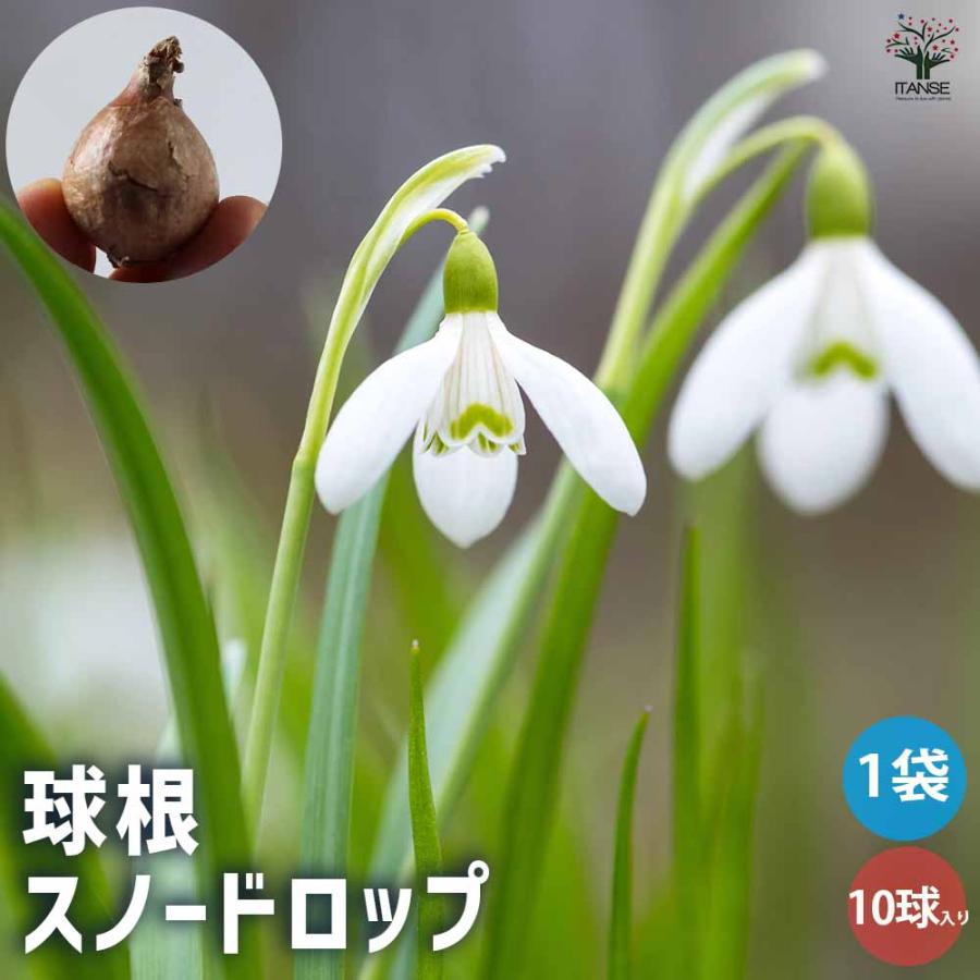 花球根 スノードロップ スノードロップ お買い得10球セット 球根 花の球根 鉢植え ガーデニング 送料無料 Kyu 野菜苗 植物 青果物販売のitanse 通販 Yahoo ショッピング