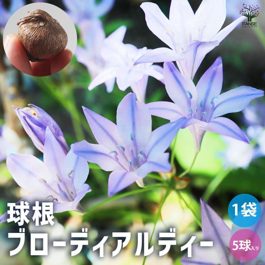 ブローディア ルディー 花球根 お買い得5球セット 球根 花の球根 鉢植え ガーデニング 送料無料 Kyu 野菜苗 植物 青果物販売のitanse 通販 Yahoo ショッピング