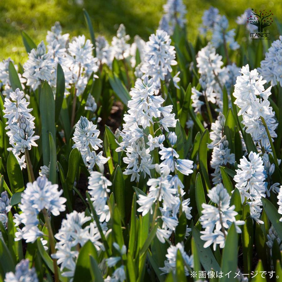 ITANSE プスキニア リバノチカ お買い得8球セット 球根 花の球根 鉢植え ガーデニング 送料無料 イタンセ公式｜itanse｜07