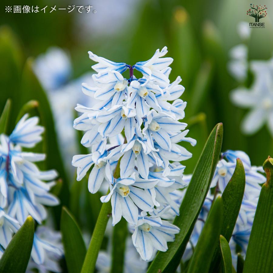 ITANSE プスキニア リバノチカ お買い得8球セット 球根 花の球根