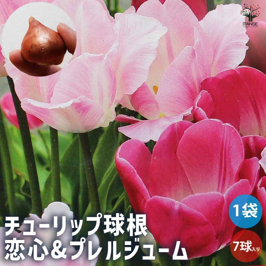 球根 チューリップ 恋心&プレルジューム 花球根 7球/1個売り 球根の花