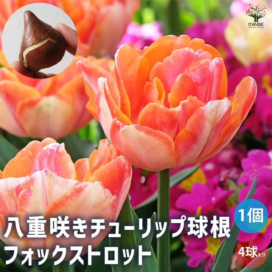 球根 八重咲きチューリップ アプリコットフォックストロット 花 球根 八重咲きチューリップ アプリコットフォックストロット 花