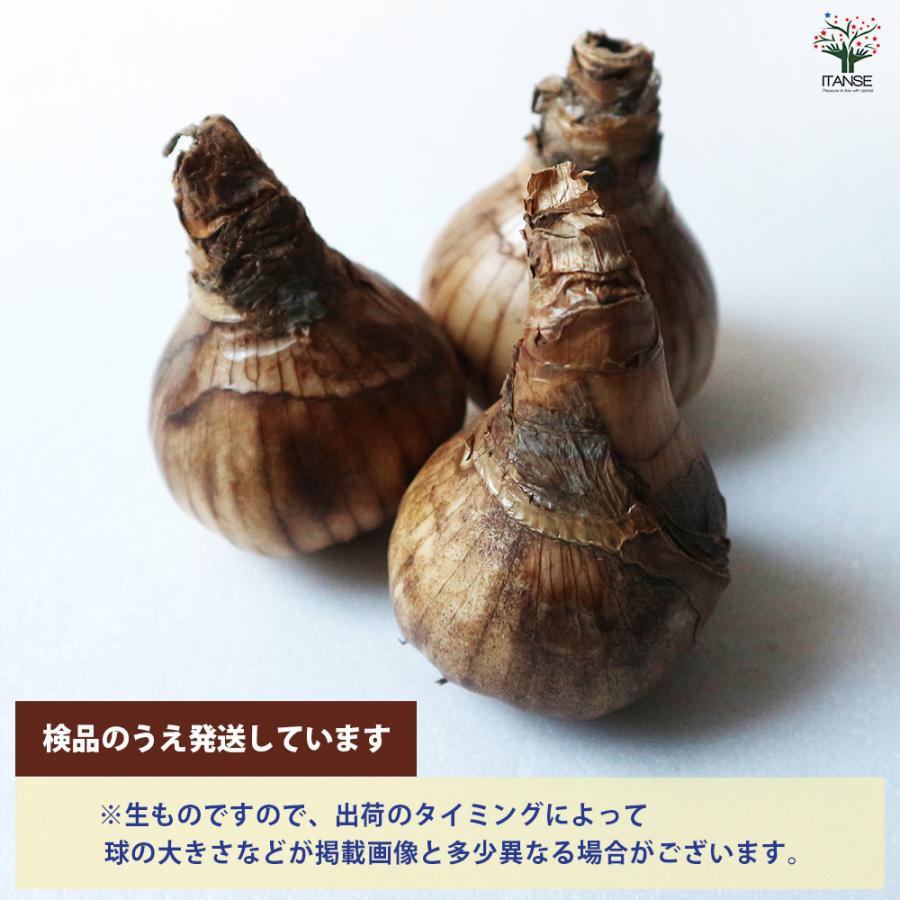 球根 八重咲き水仙 フラワーパレード 花球根 2球/1個売り 球根の花